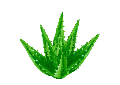 芦荟祛痘的方法-芦荟美容的注意事项
